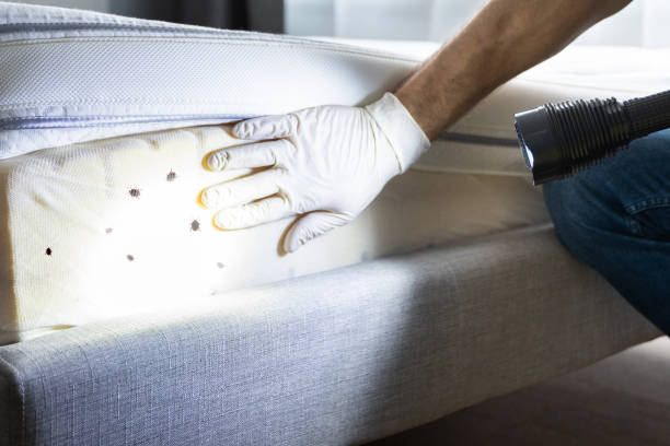 Best Termite Control Services  in Butler, GA