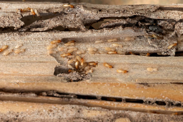 Best Flea Control Services  in Butler, GA